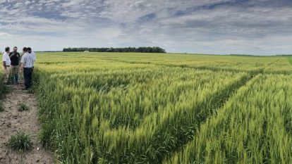 Expansión de la cerveza mexicana fortalece demanda de cebada de EU