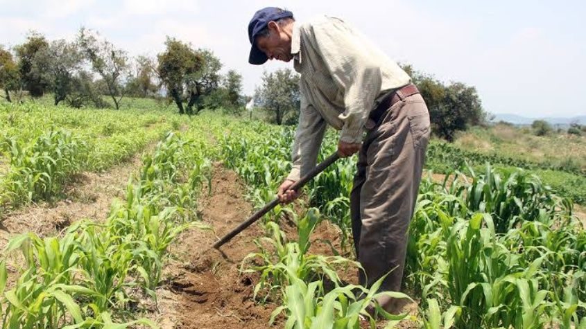 Importación de maíz se va a las nubes en los últimos diez años en México