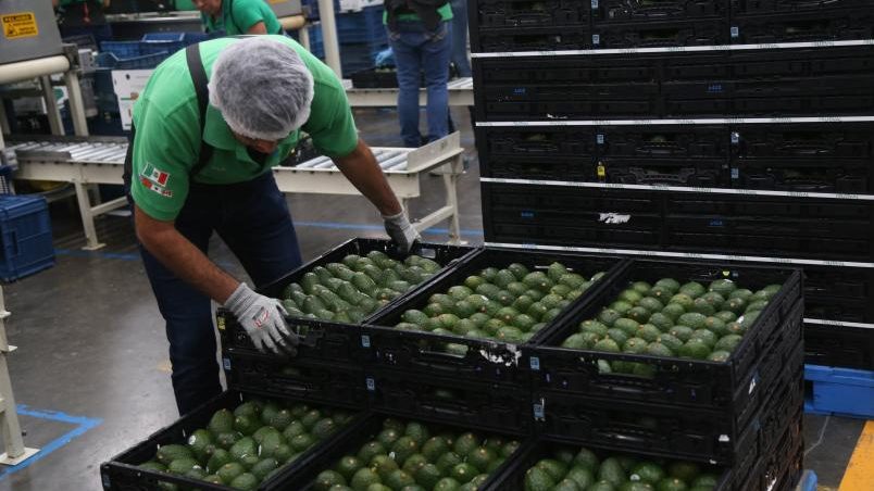 Es México líder en exportación de aguacate