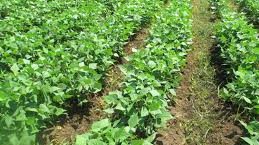 Prevén caída en producción de frijol del 83.4%