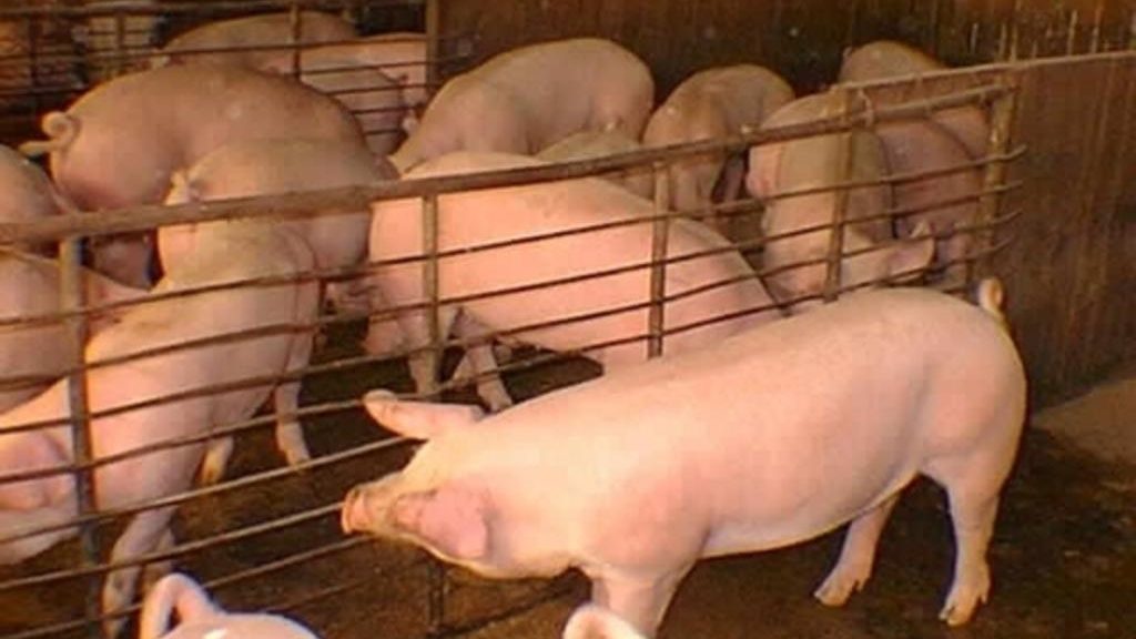 Productores mexicanos de carne de cerdo alistan exportaciones a China