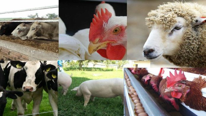 Rebasa sector pecuario expectativas en exportaciones