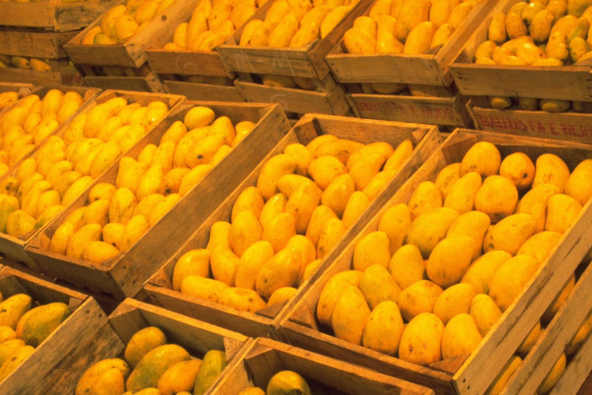 En riesgo 370 mil toneladas de mango de exportación de Oaxaca?