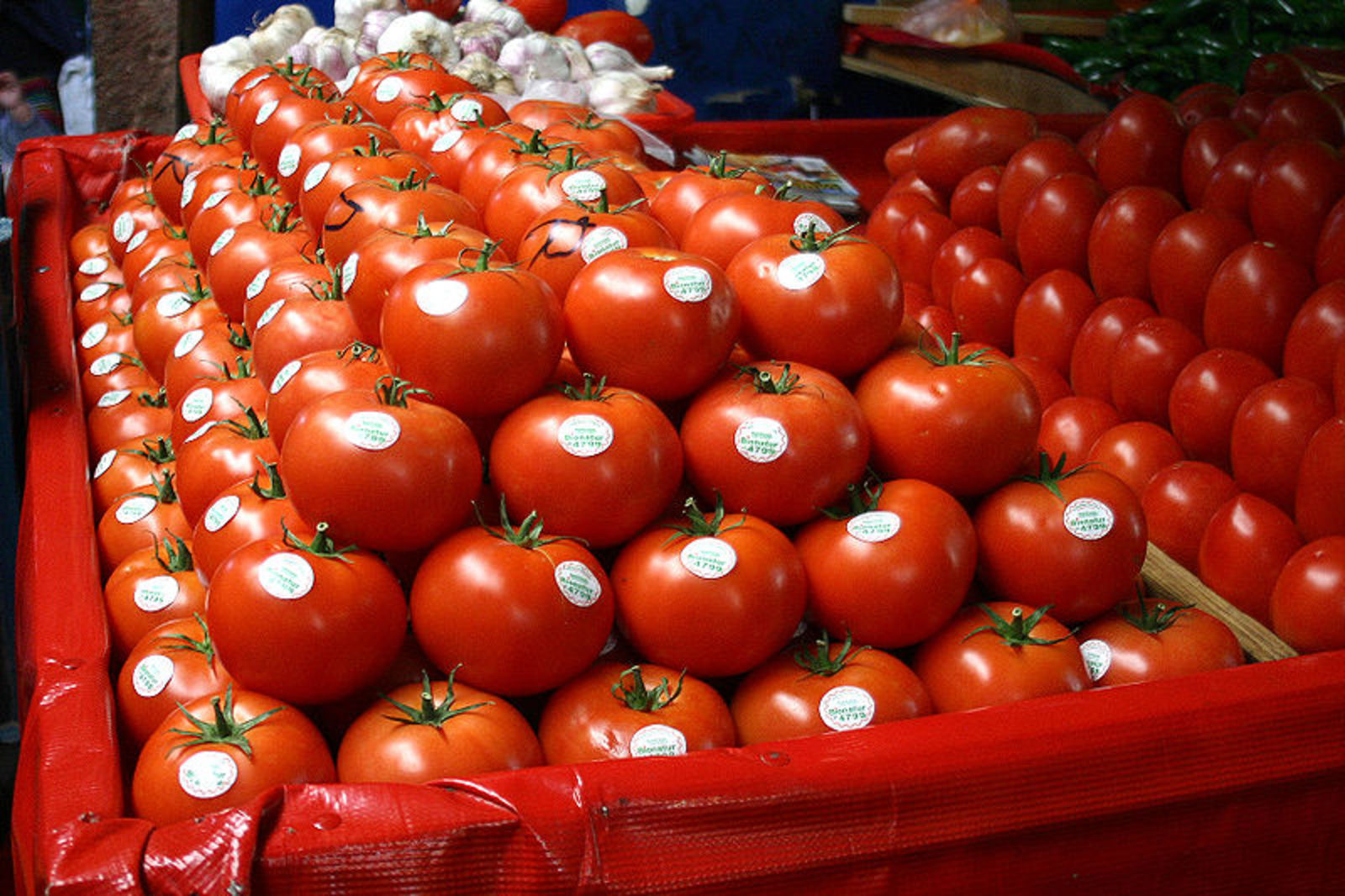 EU reintegrará cuotas compensatorias a exportadores de tomate