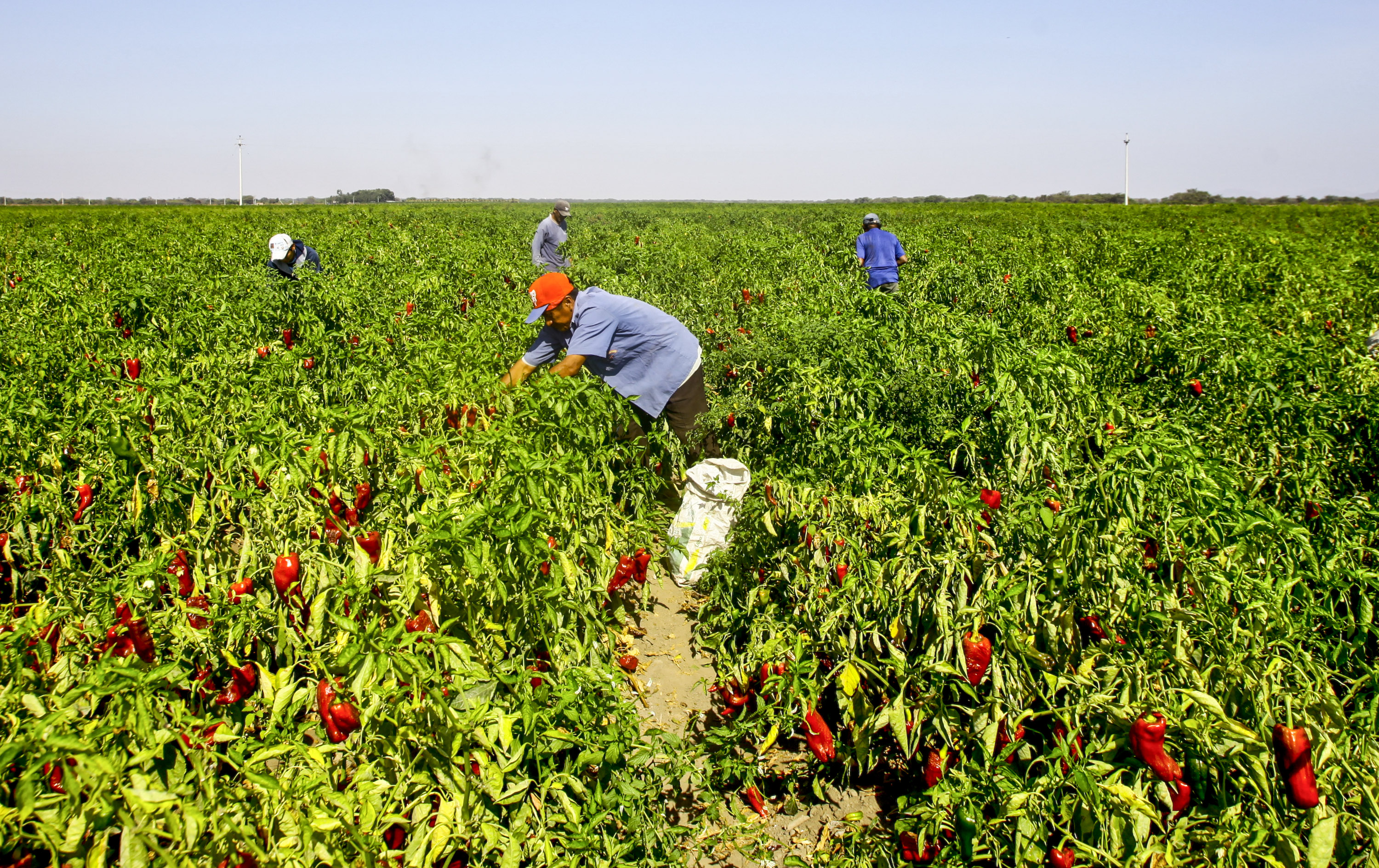 Exportaciones del campo poblano crecieron cinco veces en último lustro