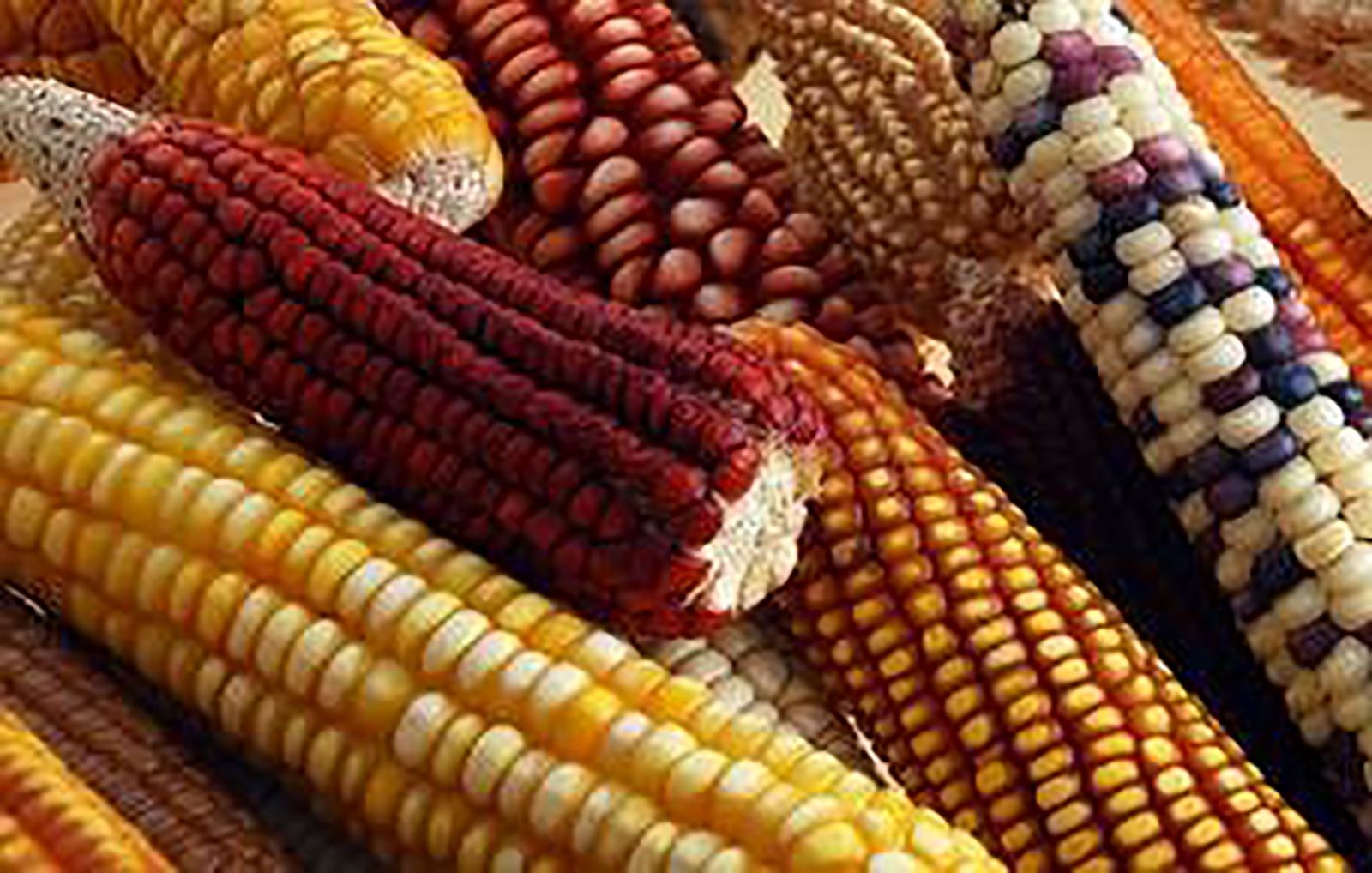 Precios de Garantía para granos básicos