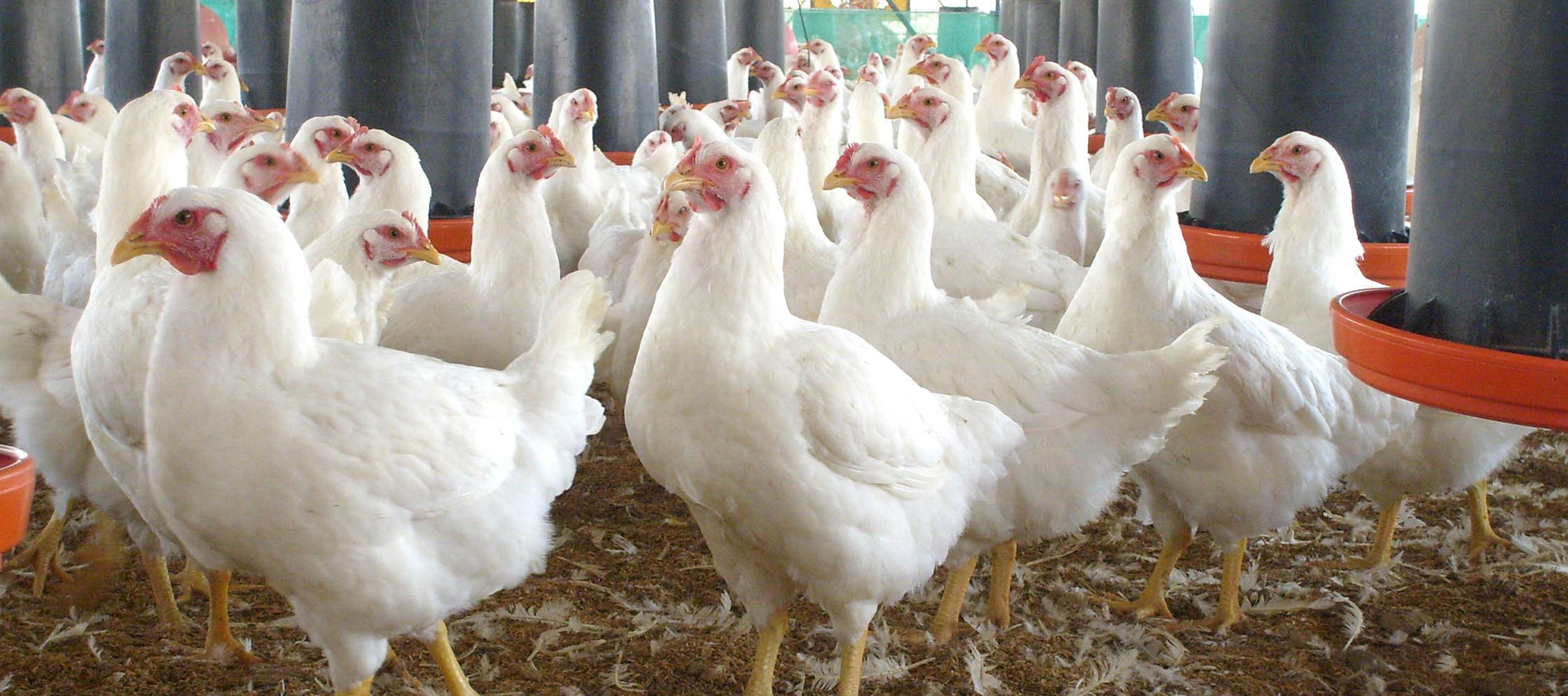 En el país mexicano las importaciones de pollo podrían ser reducidas