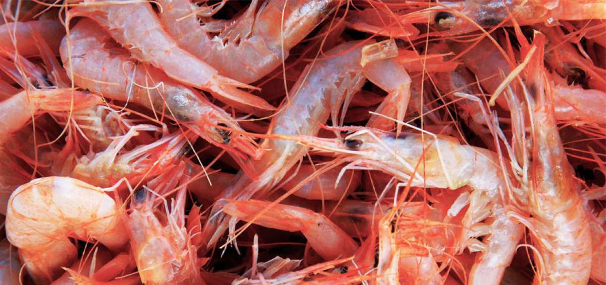 Por desorden pesquero en el sur de Sinaloa, pierde valor el camarón