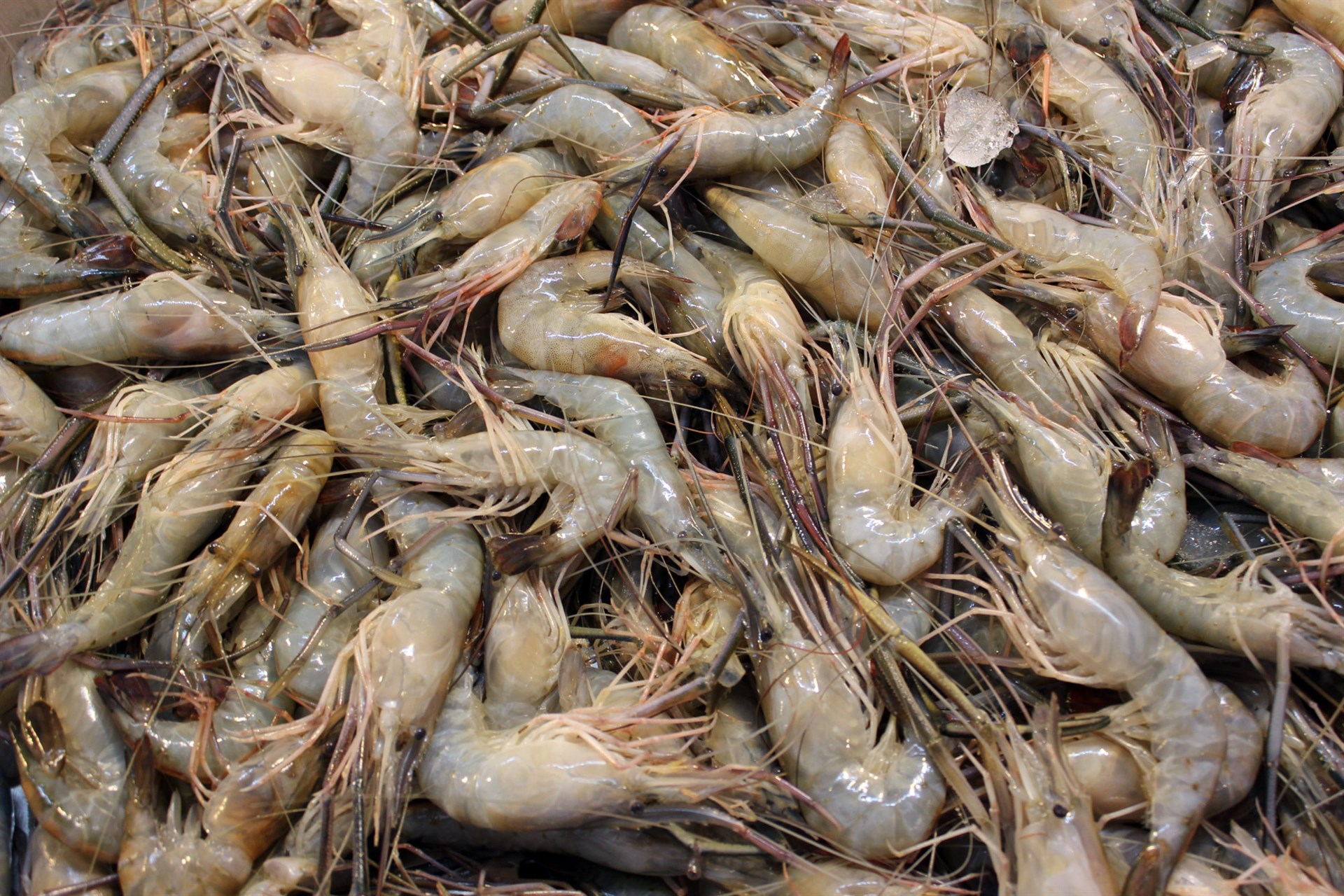 Productores de camarón en estado de emergencia, ante bajas capturas