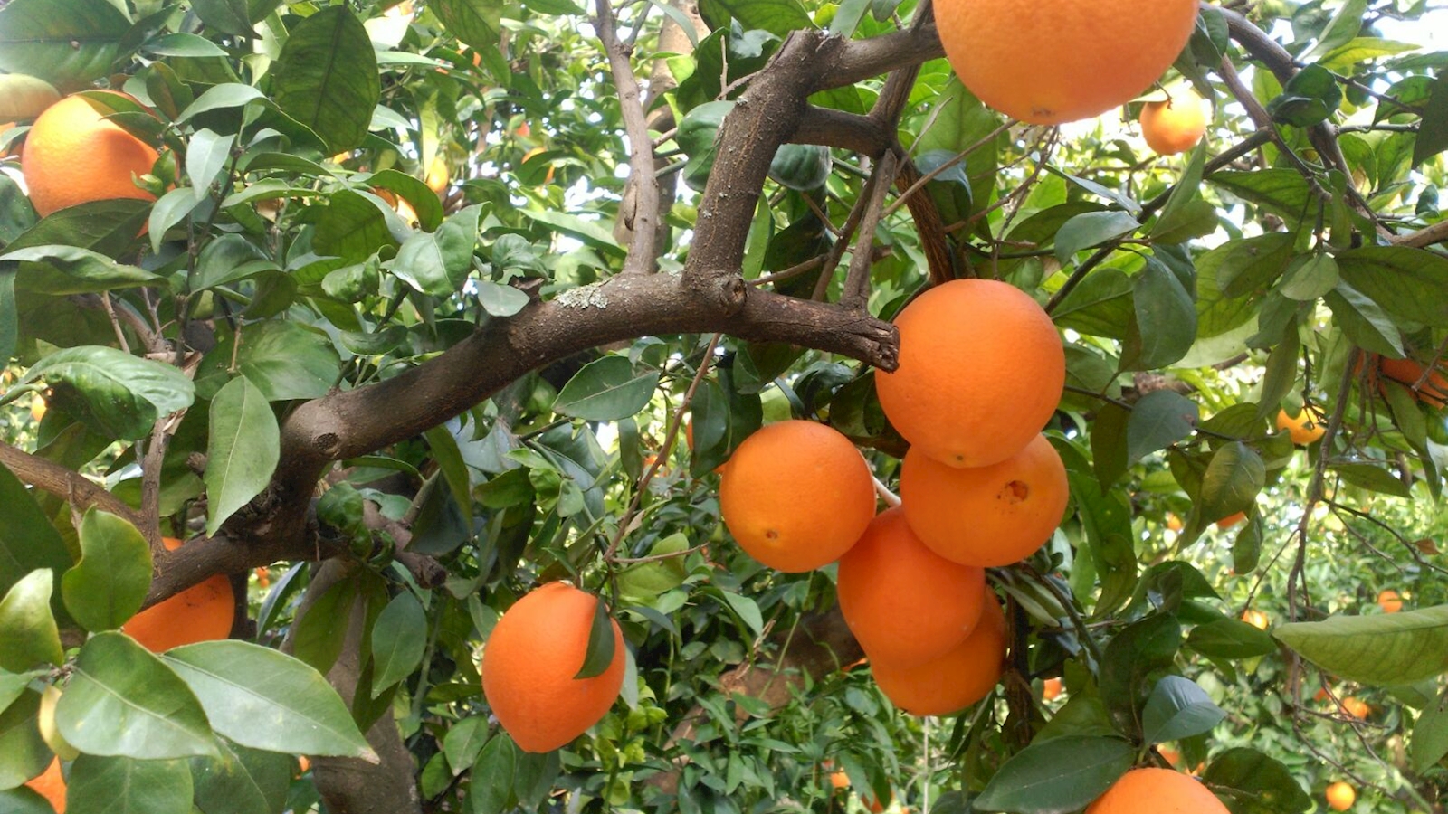 Exportaciones naranja andaluza suben un 24 % y superan los 200 millones euros