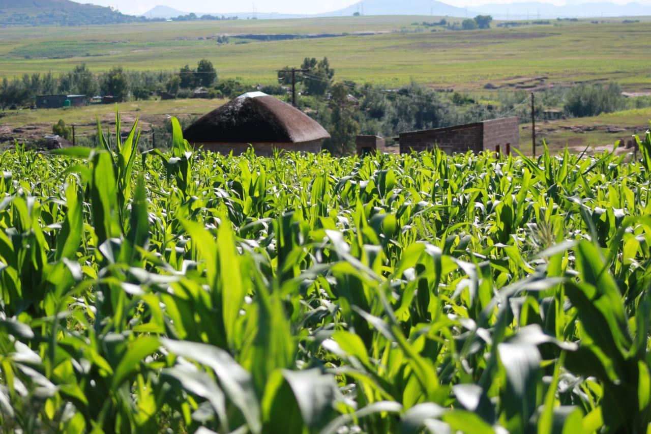 Fortalece Agricultura vigilancia fitosanitaria para virus rugoso del tomate