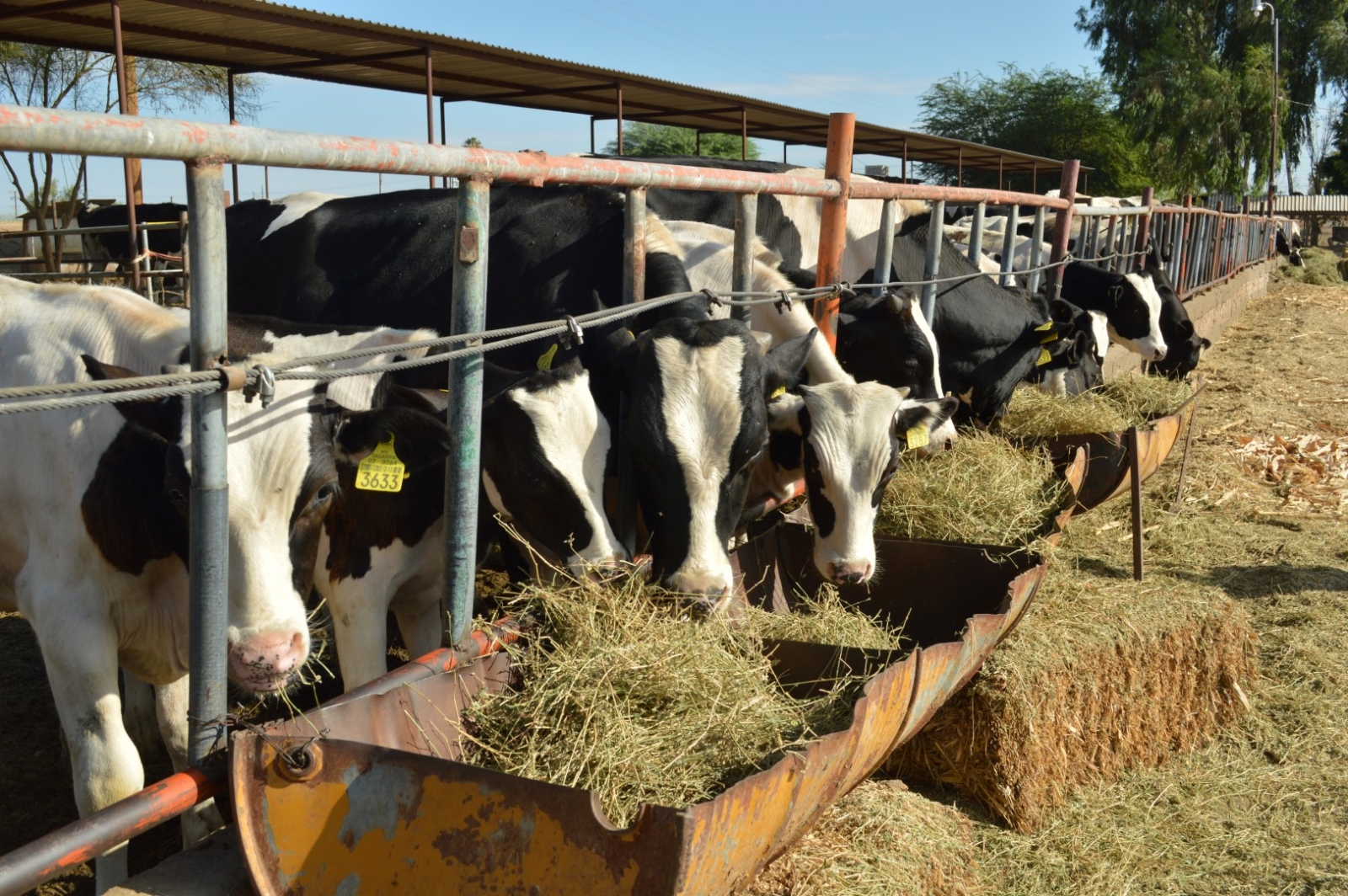 Ganaderos reforzarán la frontera Sonora-Sinaloa por crisis sanitaria