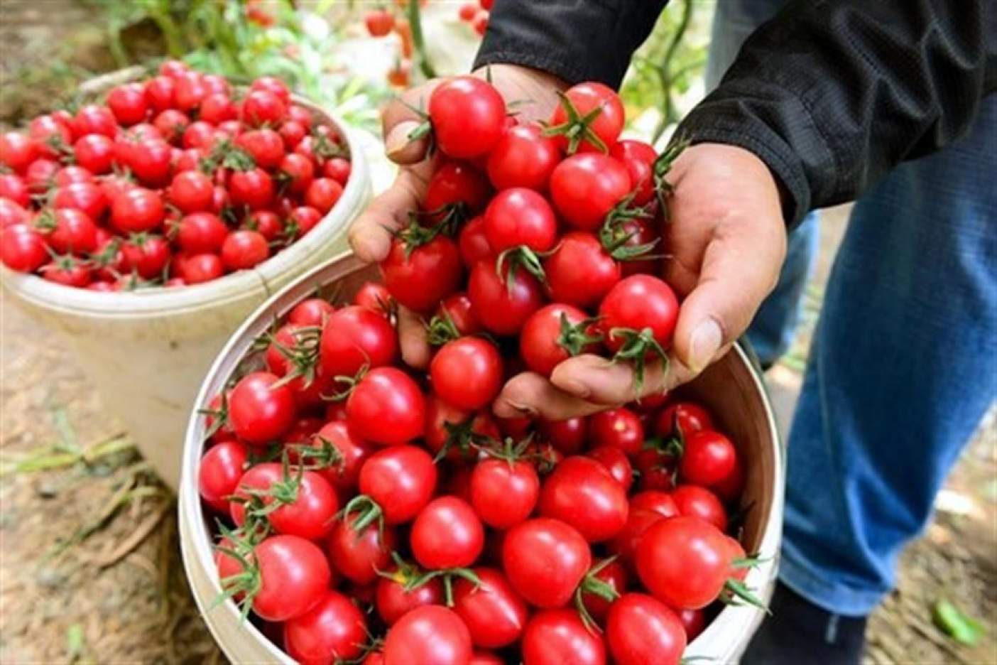 México activa medidas que garantizan exportación de tomate y chile a EU ante mayor control por virus