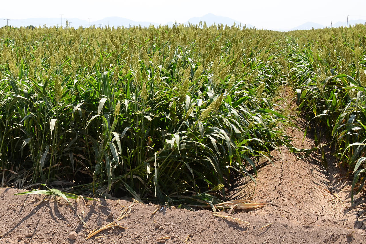 Exportan 50 mil toneladas de forraje