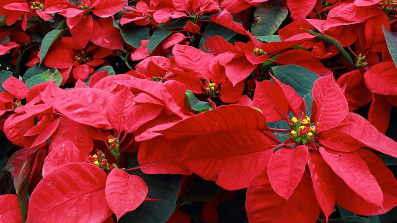 ¿Qué estado produce más Nochebuenas en México?