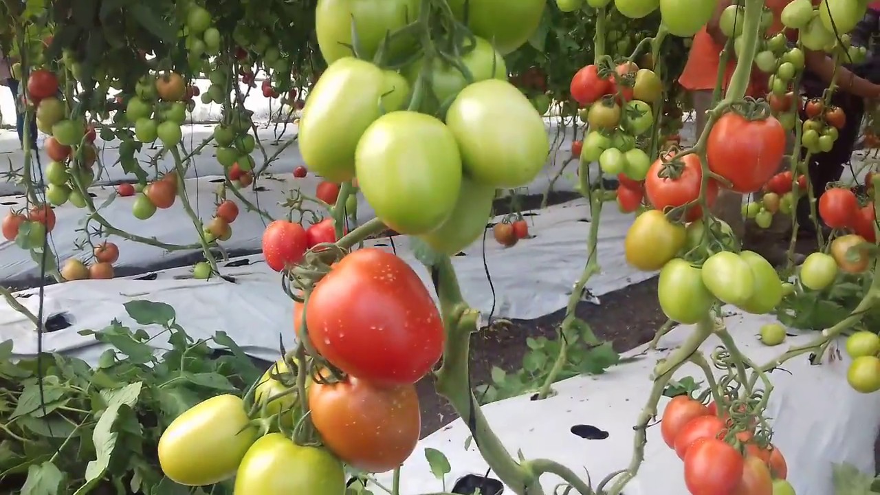 Aranceles de EU aún preocupan a productores de tomate
