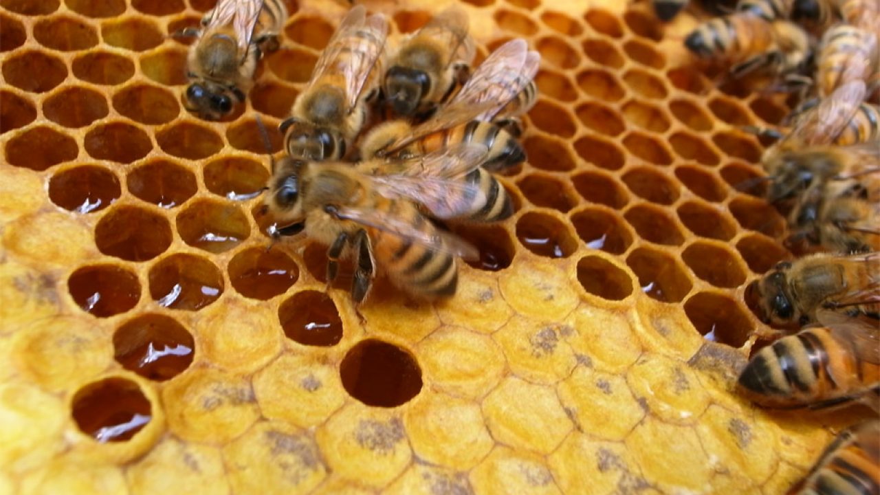 Destacado apicultor cienfueguero sustituye importaciones con entrega de miel