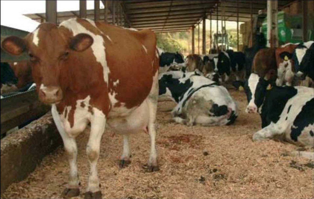 AUMENTA INVERSIÓN EXTRANJERA DIRECTA EN QUERÉTARO