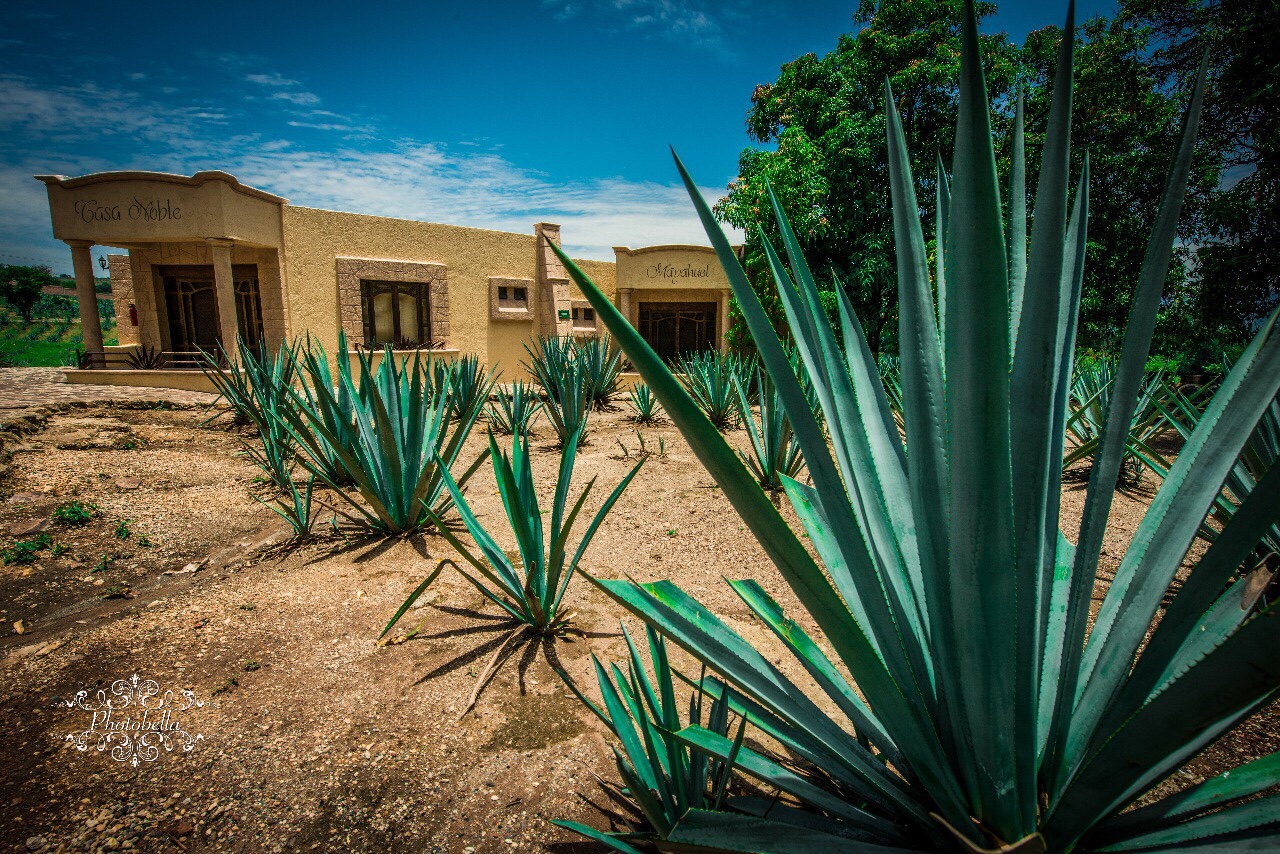 La agroindustria del tequila avizora un crecimiento del 5 % en 2020