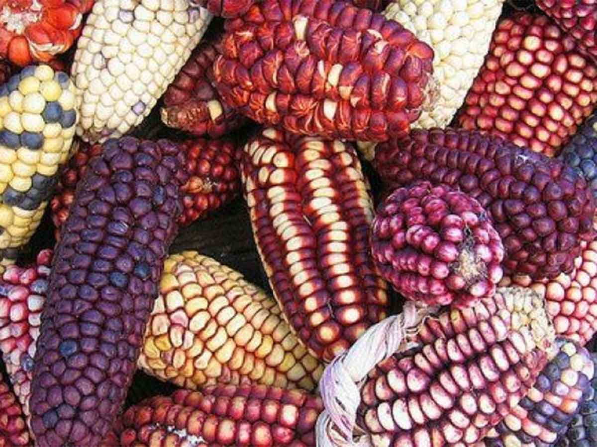 México importará una cifra récord de maíz este año, por la sequía