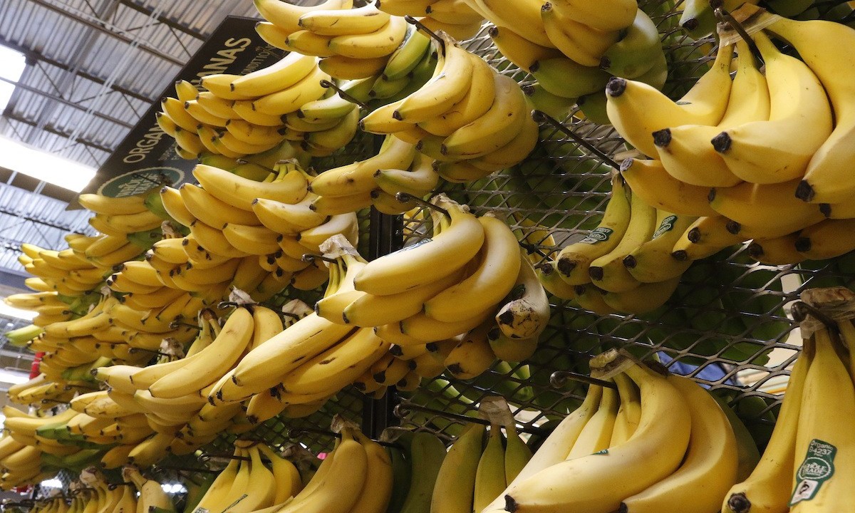 Plátano: la fruta tropical más cultivada en México