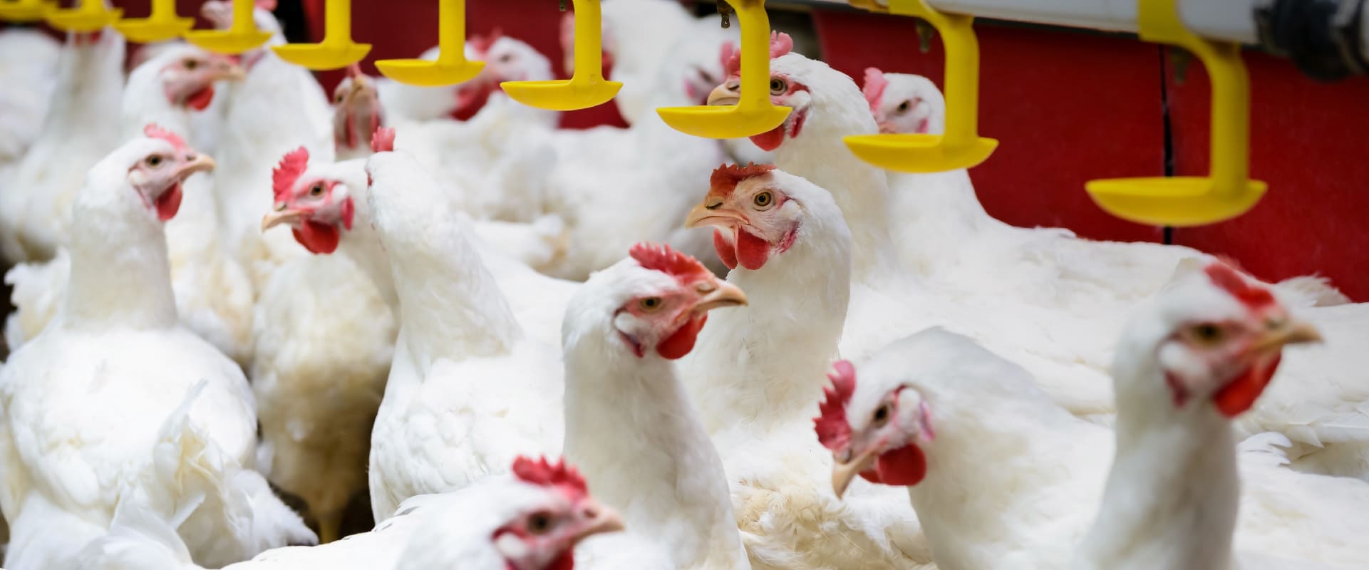 Perspectivas para la avicultura mundial en el 2020