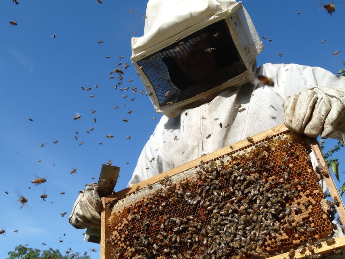 Apicultores sonorenses unen fuerzas para consolidar sus exportaciones