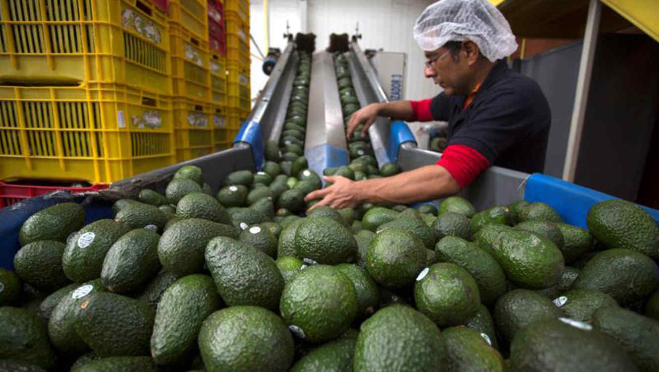 México envía 22 mil toneladas de aguacate a la semana a EU por Super Bowl