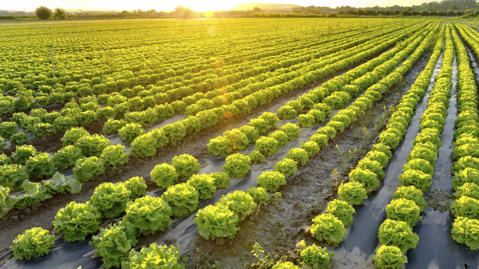 Abrirán vía alterna para el acarreo de las cosechas en la ciudad