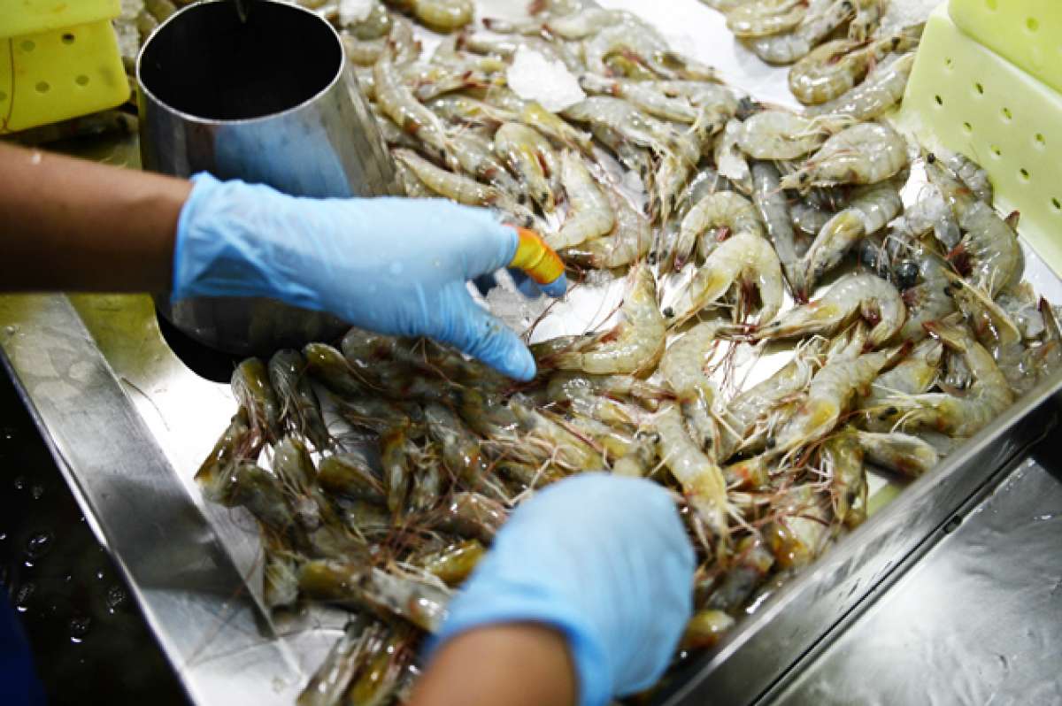 Acuicultores temen al camarón ecuatoriano