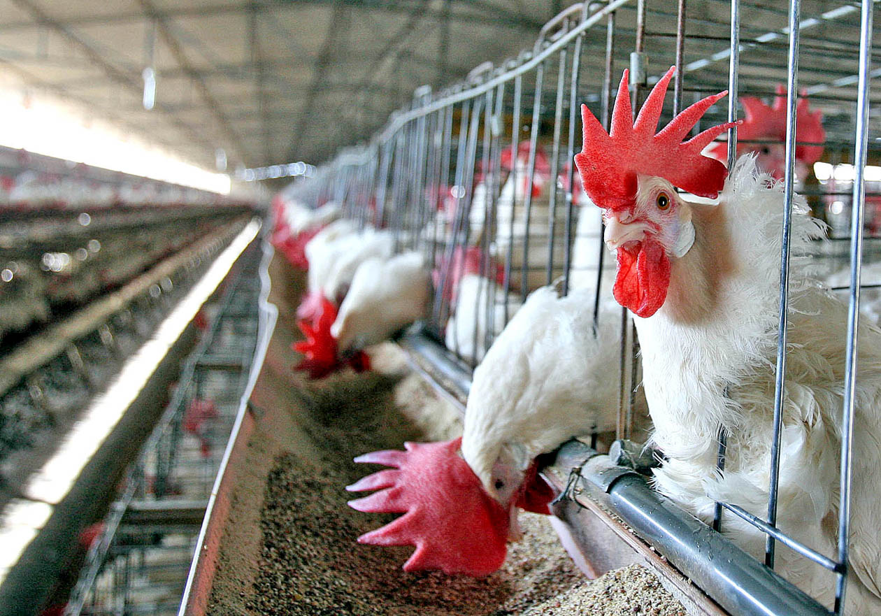 El 86 % del consumo de pollo en México se satisface con producción nacional.