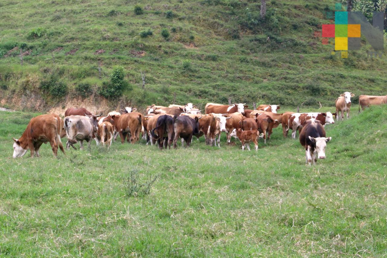 Guatemala iniciará exportación de ganado a México