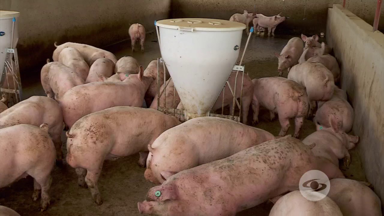 Guanajuato producirá cerdos de alta calidad para expandirse en Japón y otros mercados