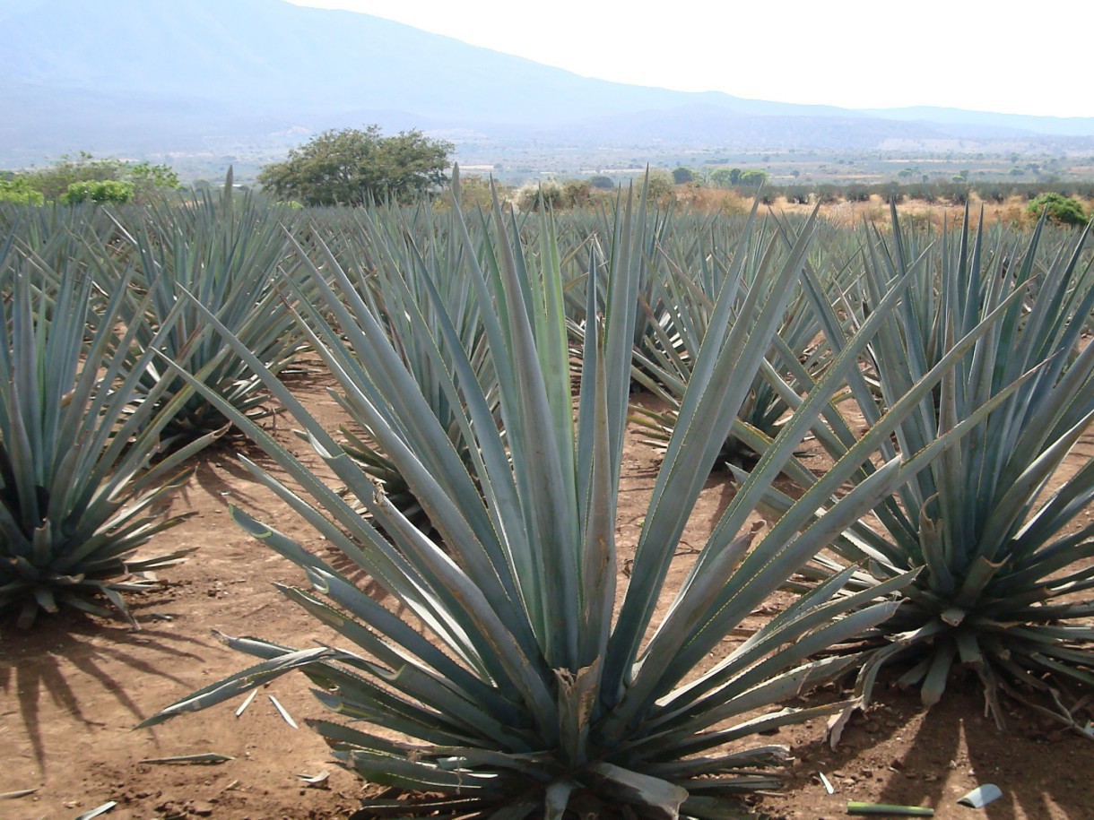 Apunta el tequila a ingresar en el mercado de Europa Oriental