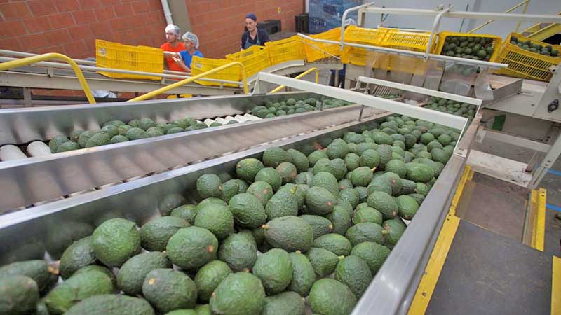 Garantizan continua exportación de aguacate pese a pandemia