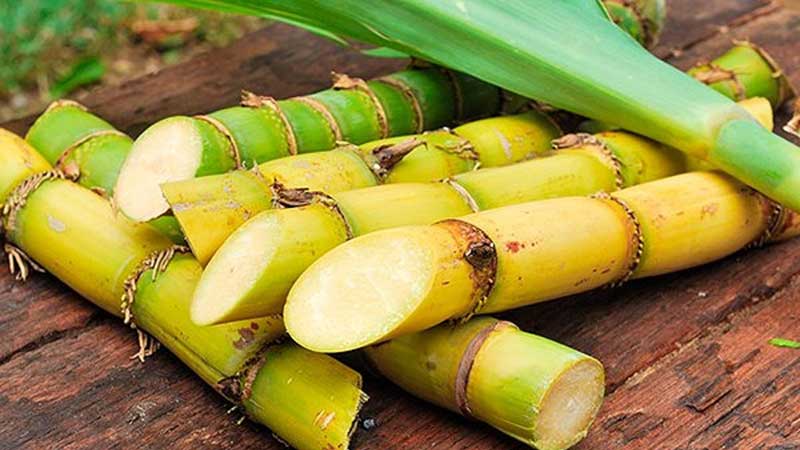 Solidaridad en la agroindustria de la caña de azúcar