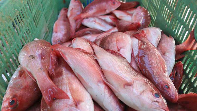 Por coronavirus, baja consumo de productos del mar en cuaresma