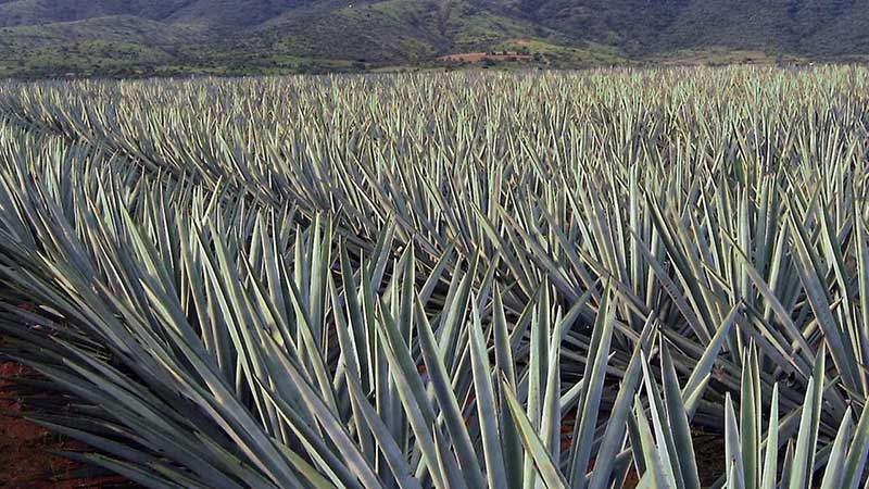 Exportaciones de mezcal se desploman 80% por pandemia de coronavirus
