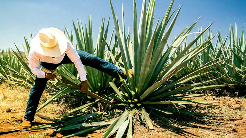 Exportaciones tequileras crecen 21% en primer trimestre de 2020 pese a pandemia del Covid-19
