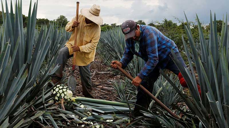 Agroindustria tequilera refuerza protocolos sanitarios