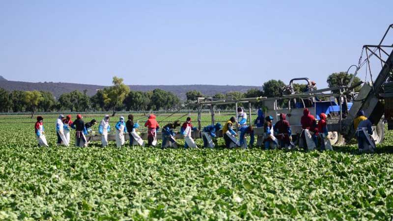 Agroindustria de Jalisco tendrá beneficios con nuevo TLCUEM