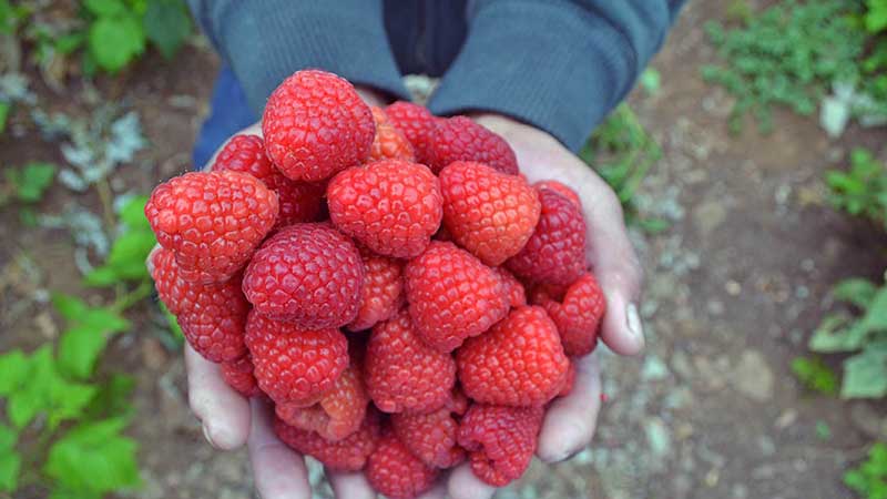 “A pesar del COVID 19 volumen y precios a la baja, el sector de las berries sigue trabajando y luchando muy duro”