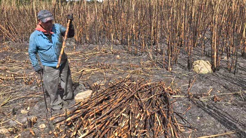 Repunta el precio de la tonelada de azúcar en el país