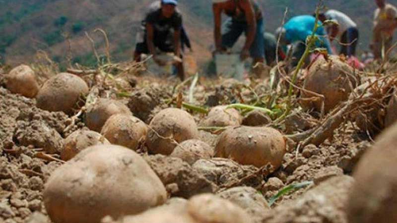 Aumenta el desempleo por pandemia en SCLC