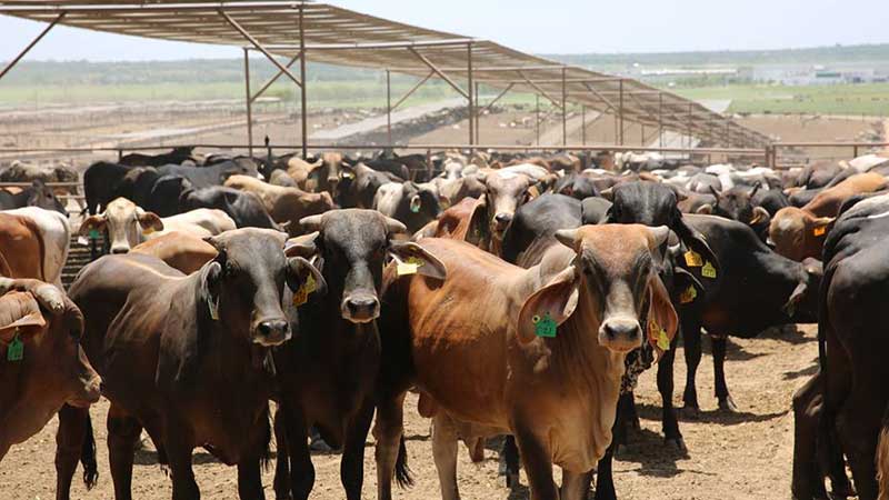 Exportaciones de ganado mexicano a EE. UU. incrementaron 5%