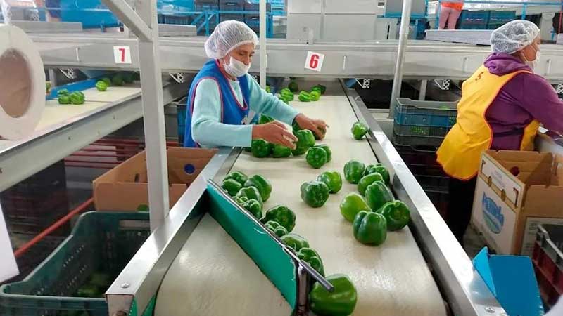 Cae en Estados Unidos la demanda de hortalizas por la pandemia de Covid-19