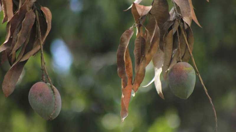 Pandemia podría repercutir en exportaciones de mango: productor