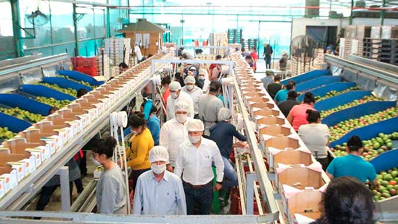 Supervisa Michoacán empaques de exportadores de frutas.