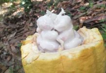 No detienen exportación de cacao a países europeos por COVID-19