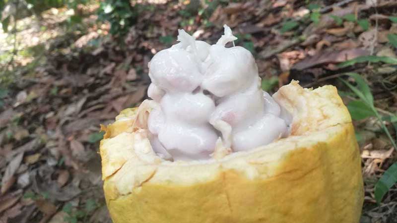 No detienen exportación de cacao a países europeos por COVID-19